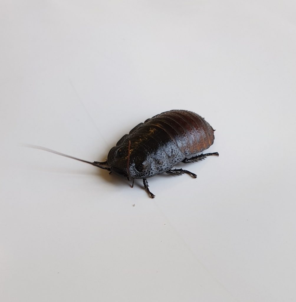 Accueil mus um d histoire naturelle de neuch tel